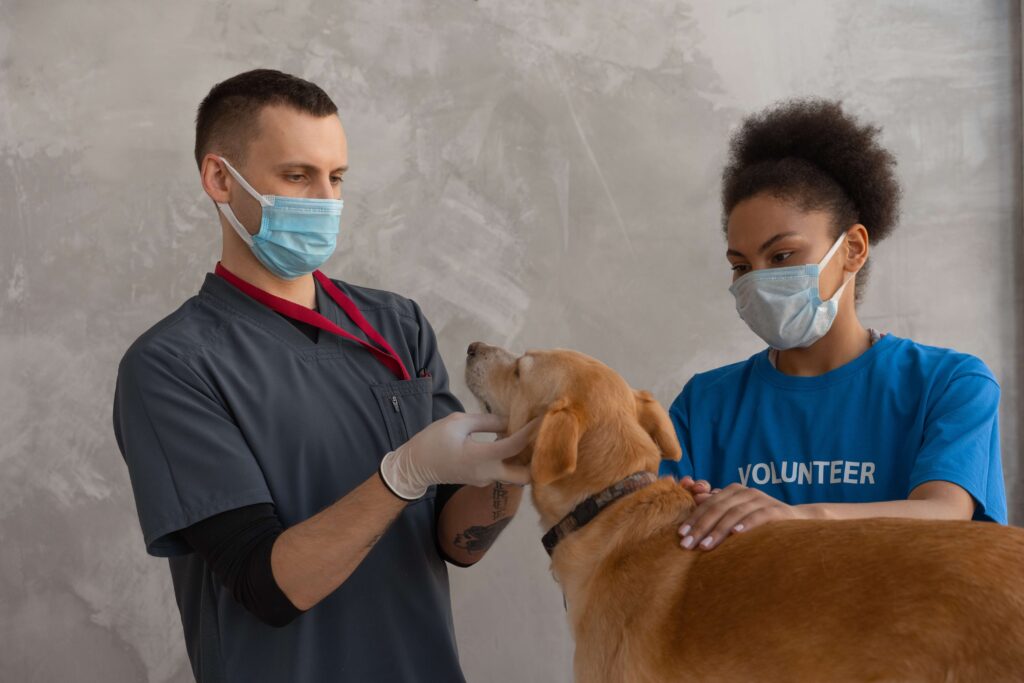 Best Universities In Australia That Offer Veterinary Science 